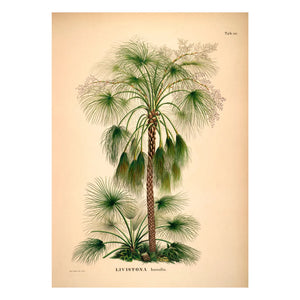 The Dybdahl Co. - Póster Livistona Humilis