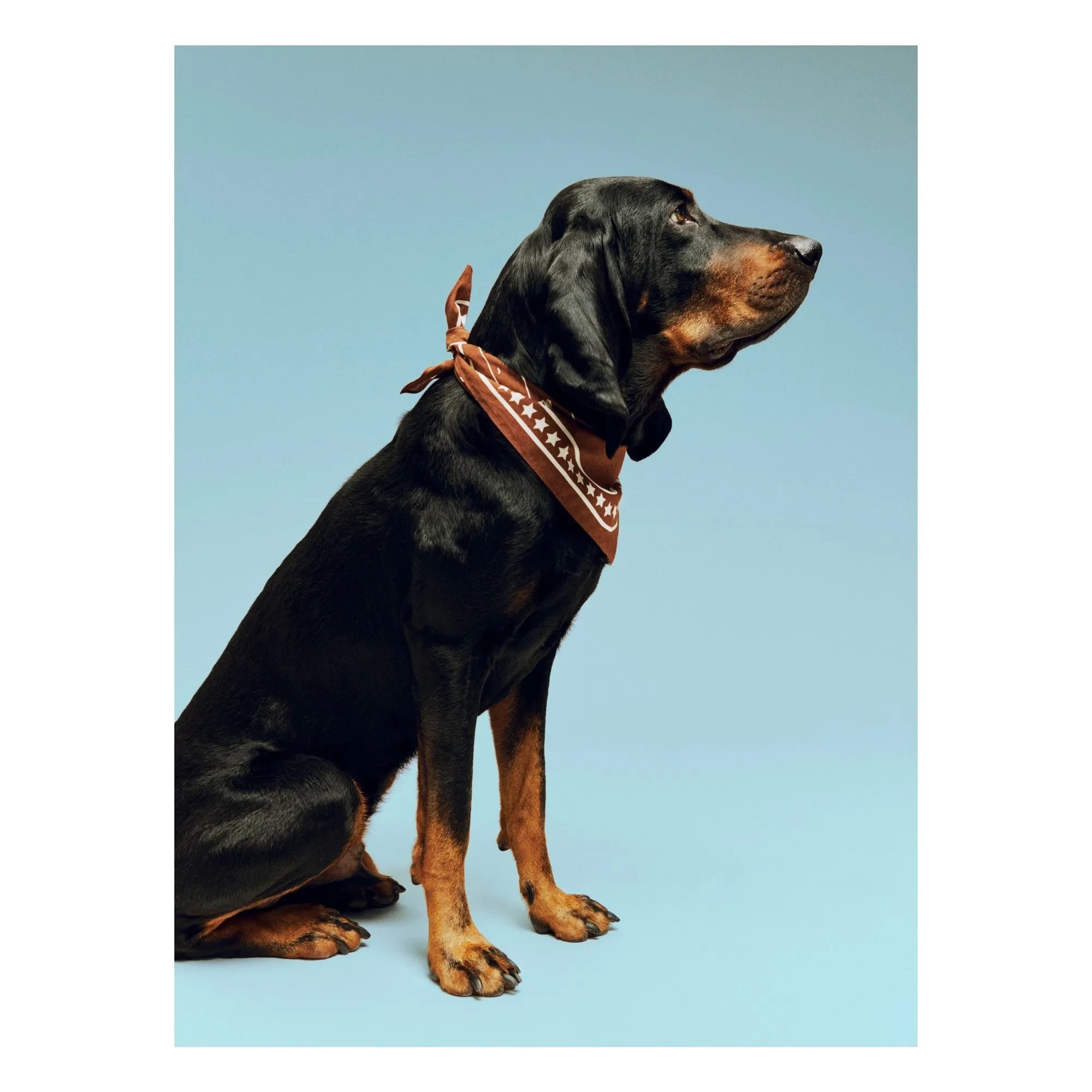 Hay - Pañuelo para perros | Marrón
