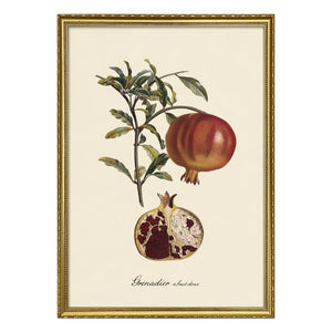 The Dybdahl Co. - Póster de Granada Dulce Frutal