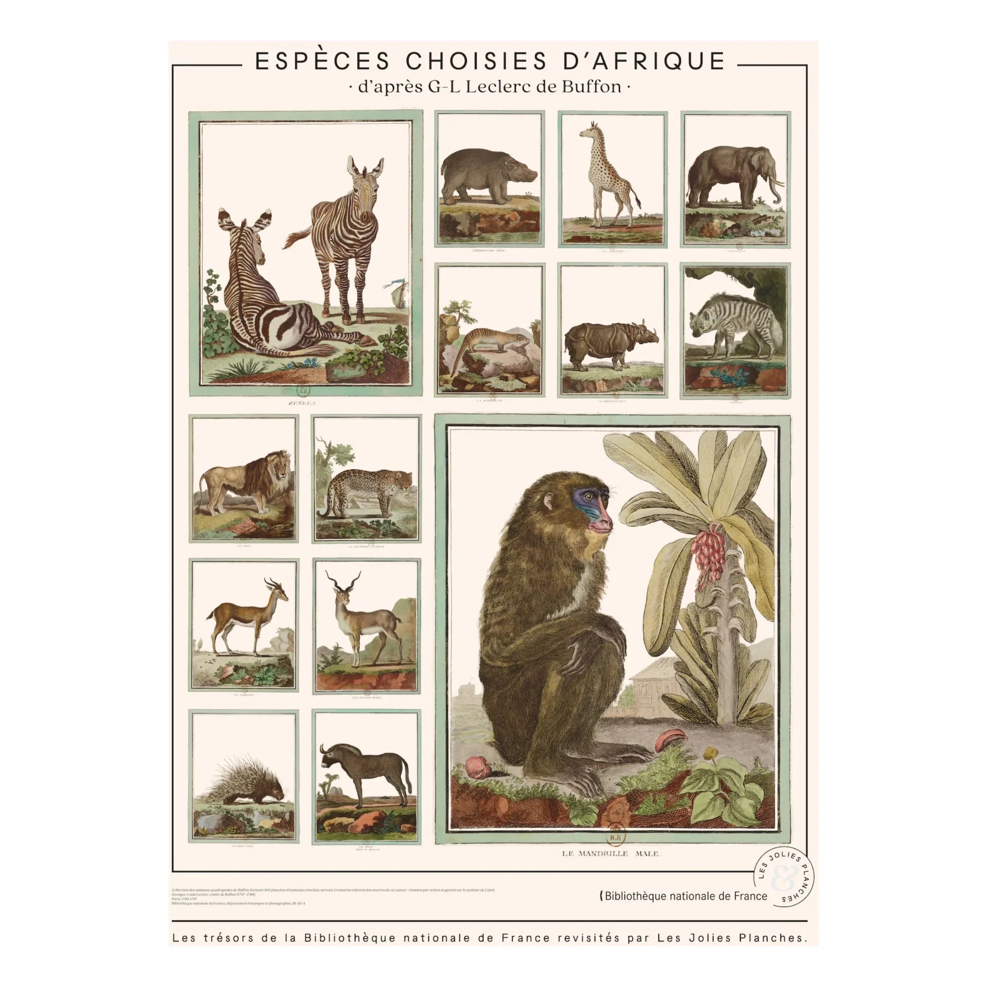 Les Jolies Planches - Animales africanos de la Enciclopedia Buffon