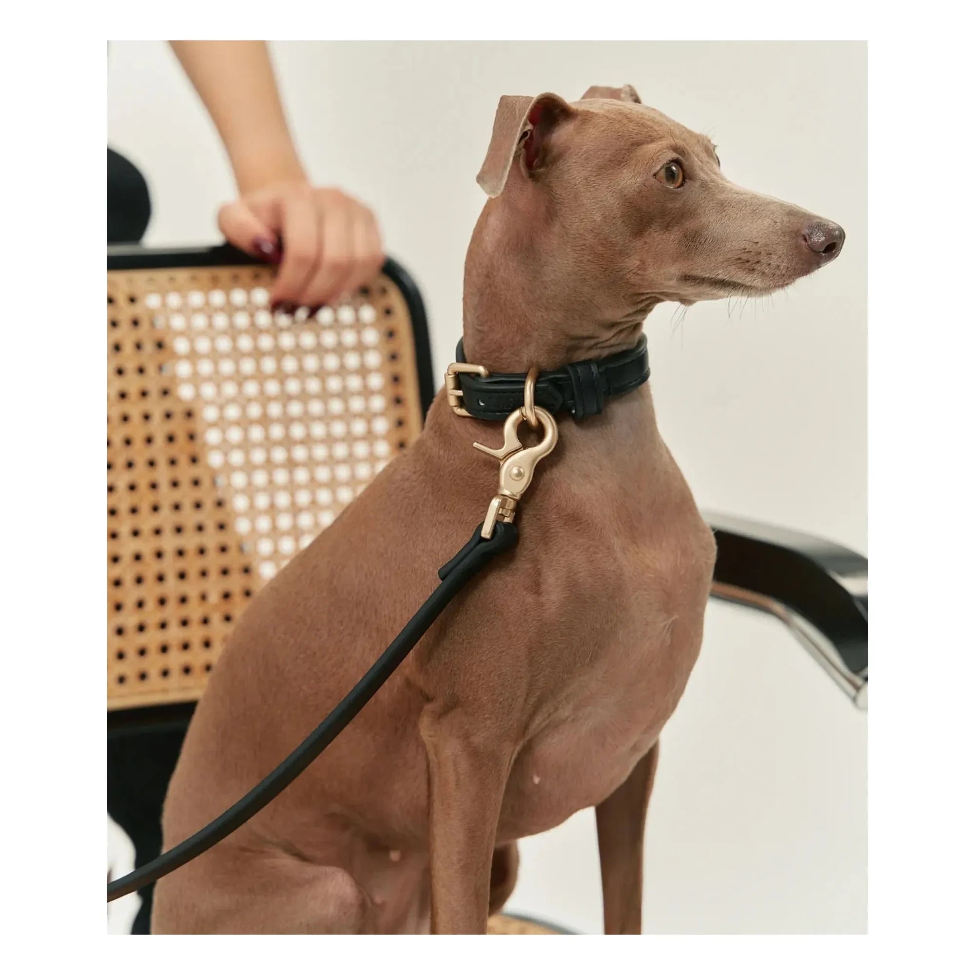 Cafide - Collar de perro de piel vegana | Negro