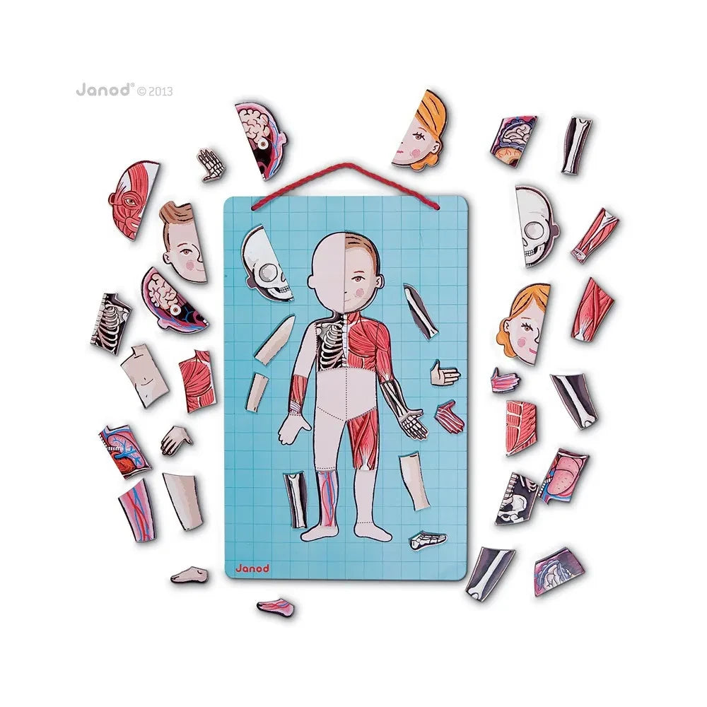 Janod - Puzle magnético del cuerpo humano