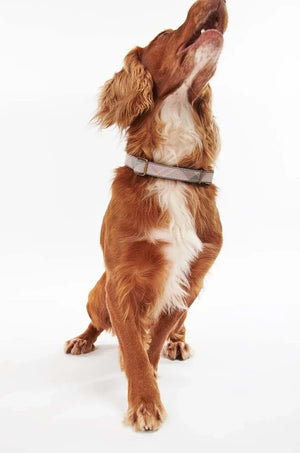 Collar para perros Barbour