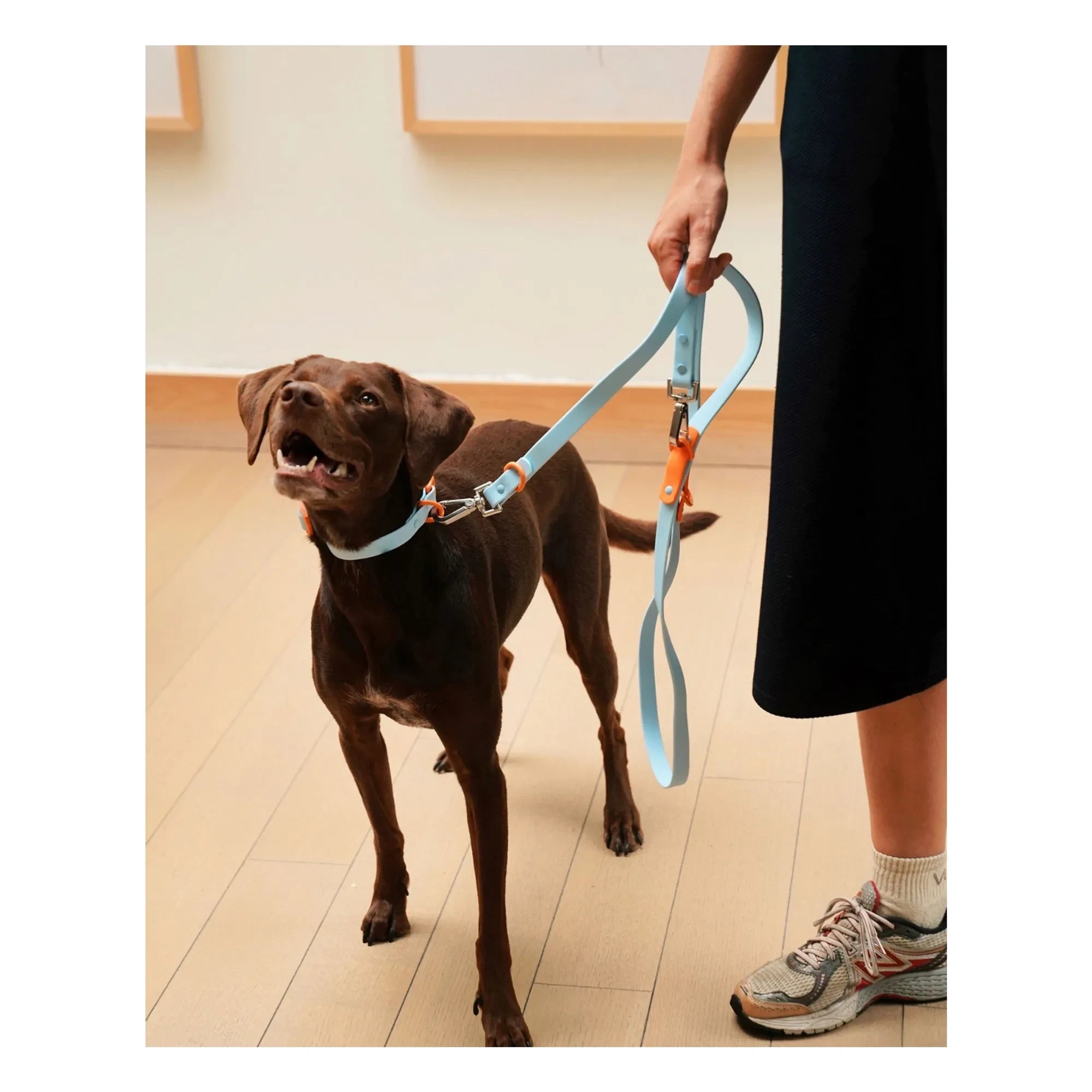Aprobado por Fritz - Collar de perro ajustable | Azul claro