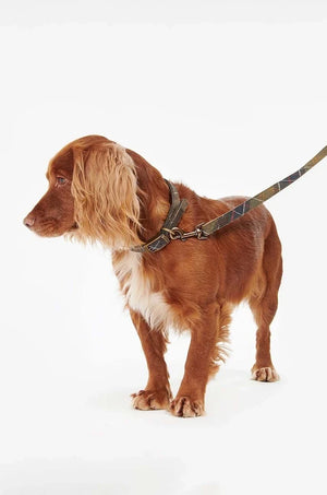 Correa para perro Barbour