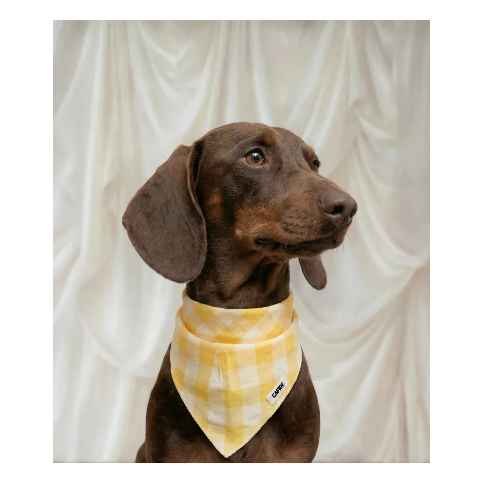 Cafide - Nata Bandana para Perro | Amarillo