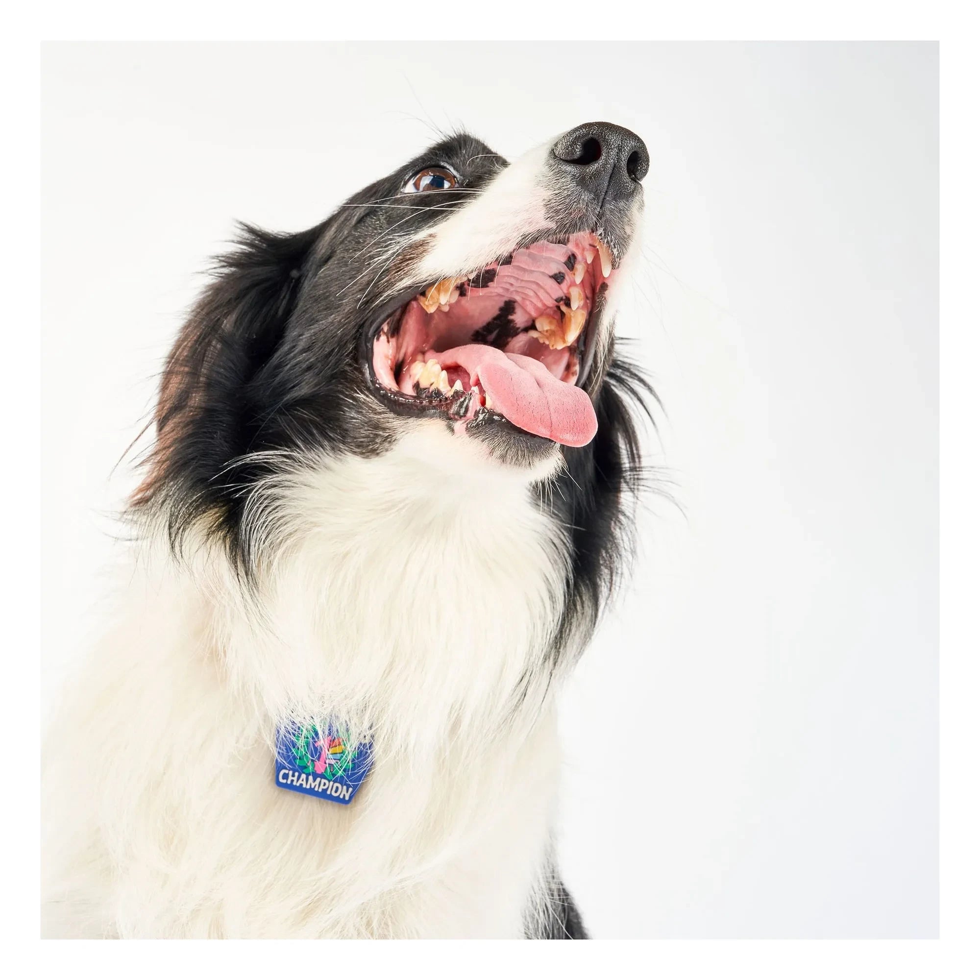 The Furry Folks - Medalla Campeón de las suplicas | Azul