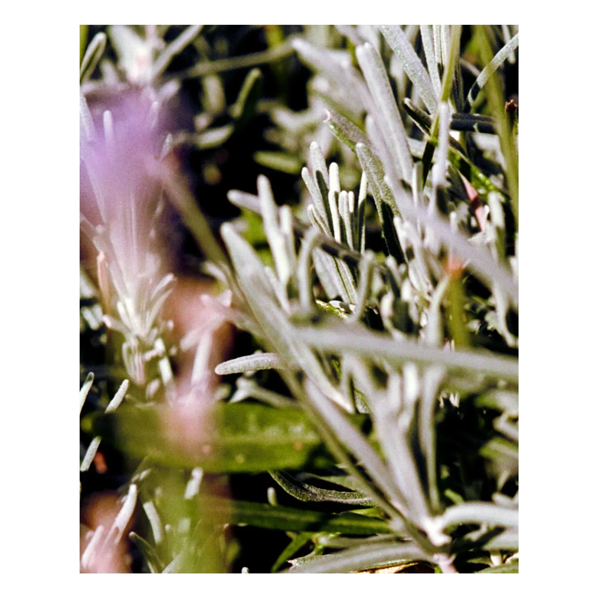 L:A BRUKET - Crema Corporal Salvia Romero Lavanda 298 - 200 ml