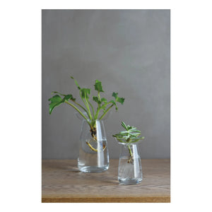 Kinto - Jarrón de cristal para plantas | Transparente