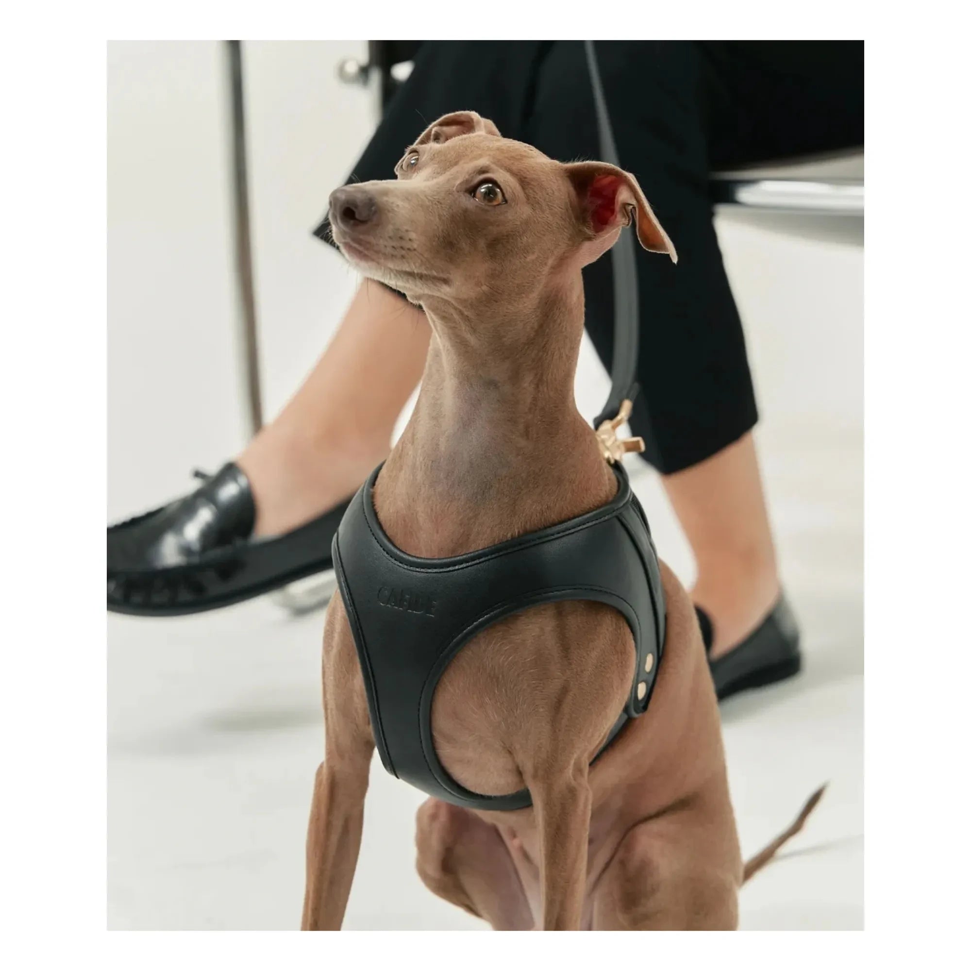 Cafide - Collar de perro de piel vegana | Negro