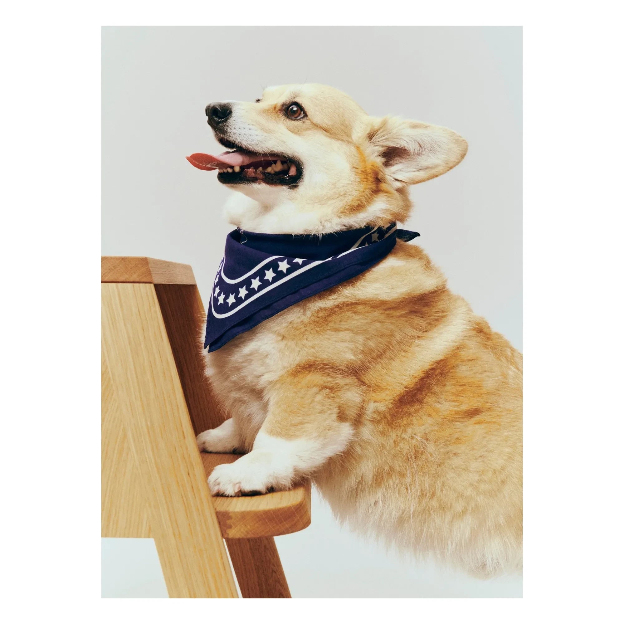 Hola - Pañuelo para perro | Azul