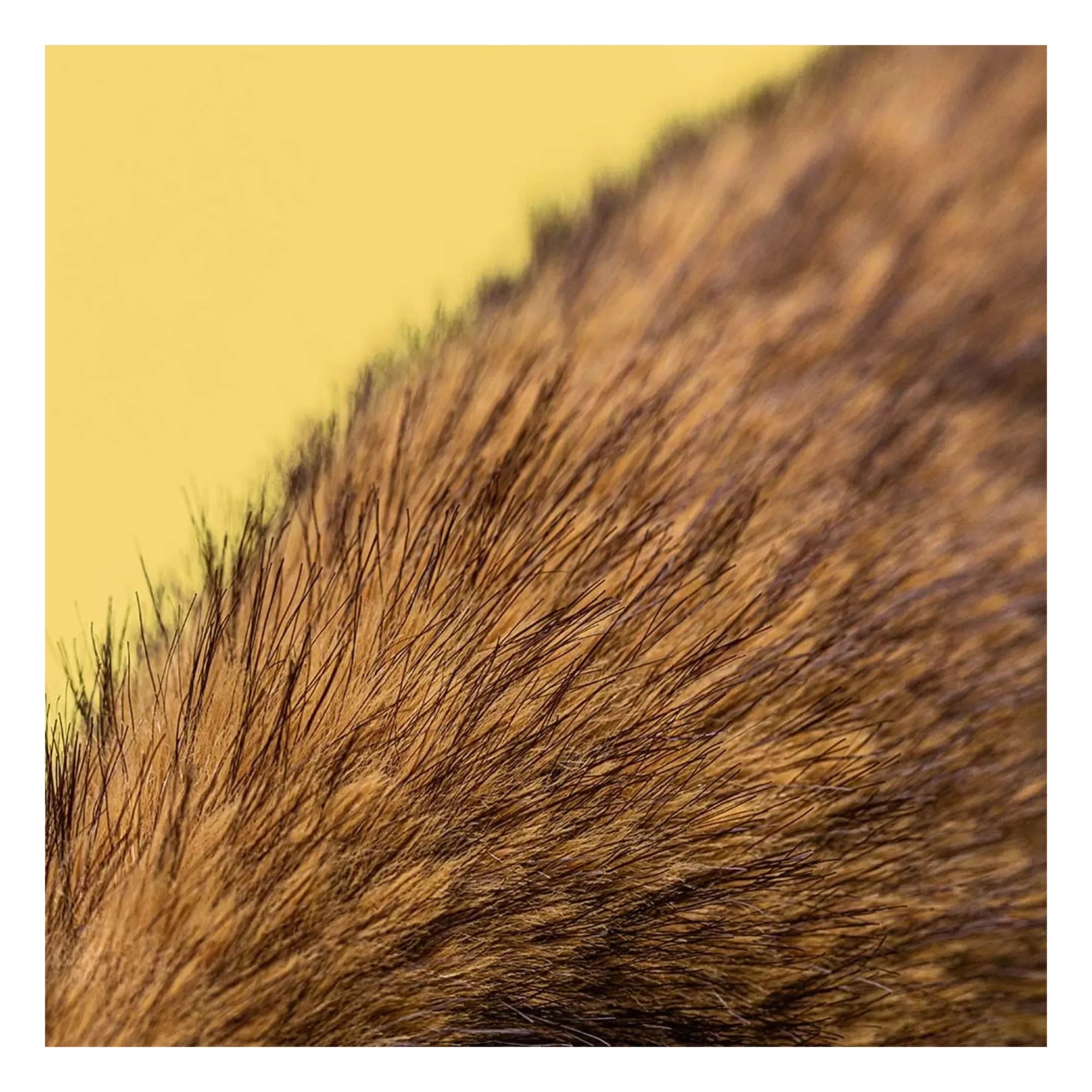 Jellycat - Peluche de conejo Hoppleston