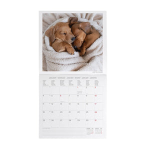 Legami - Calendario de Pared 2027 Puppies - 30 x 29 cm