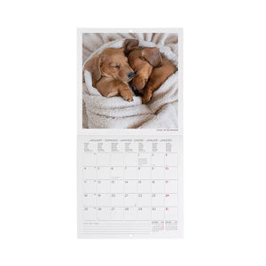 Legami - Calendario de pared 2027 Puppies - 18 x 18 cm