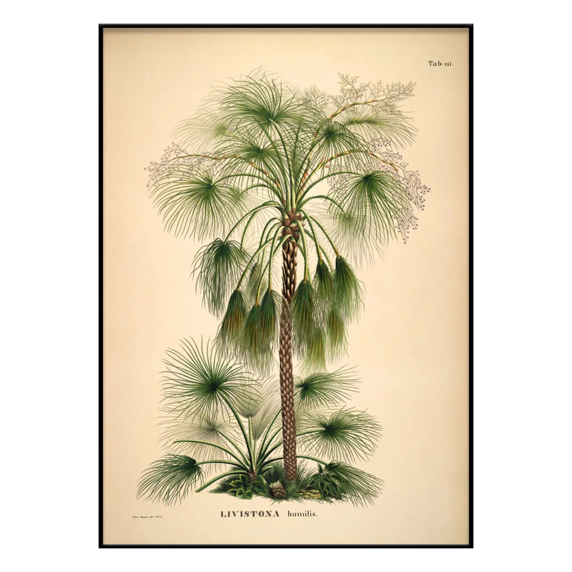 The Dybdahl Co. - Póster Livistona Humilis