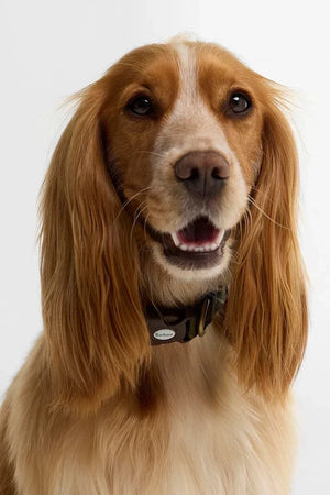 Collar de perro Barbour