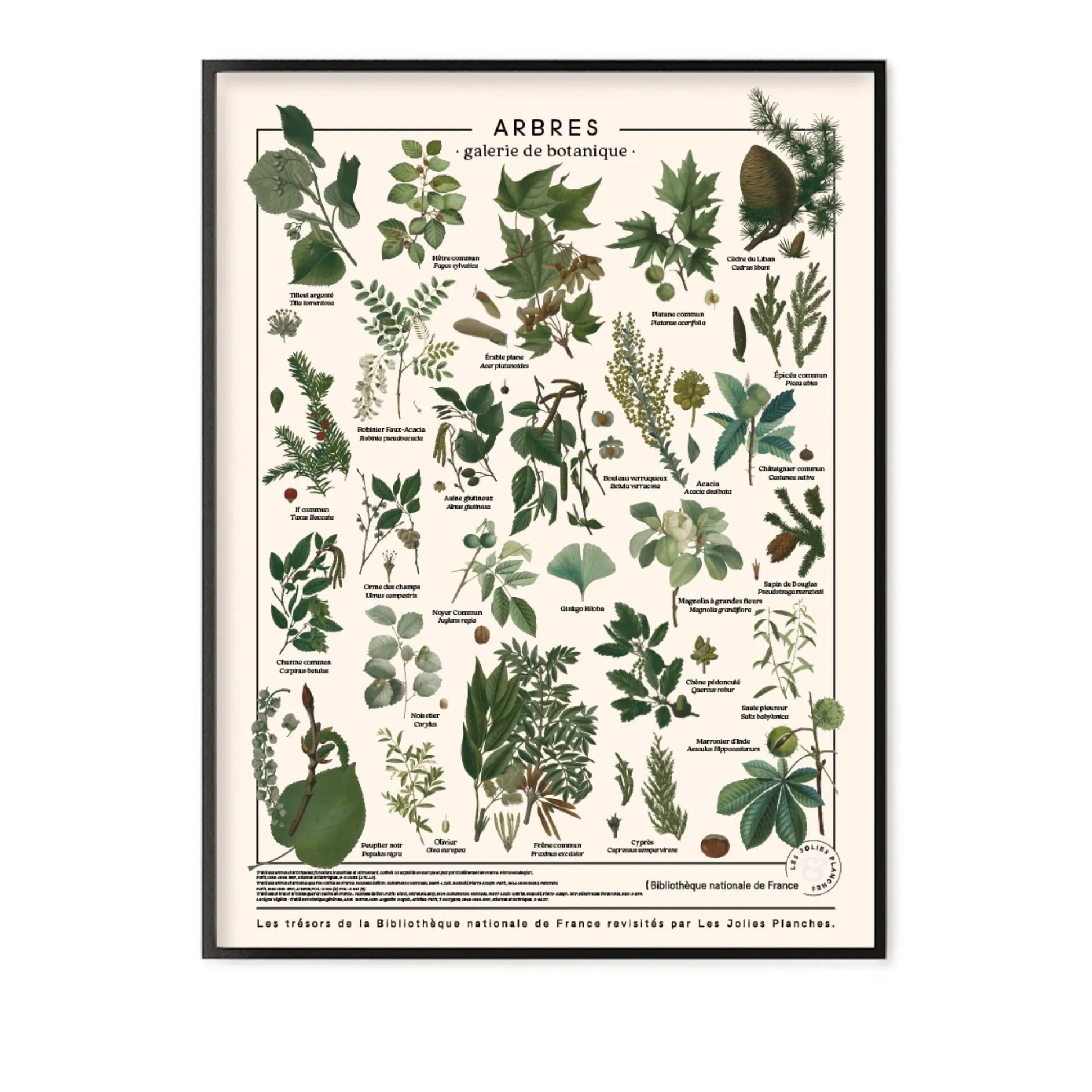 Les Jolies Planches - Panel de madera