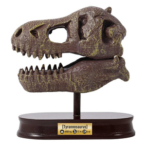 Buki - Kit de arqueología - Cráneo de dinosaurio de museo