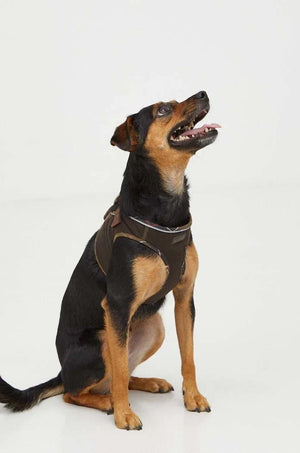 Arnés para perro Barbour