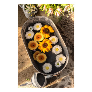 Oli & Carol - Aro mordedor Sun el girasol