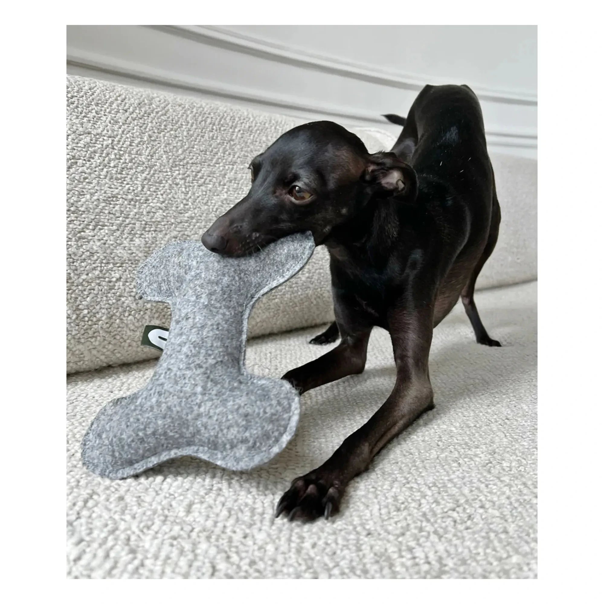 Cafide - Juguete para perro de hueso | Gris