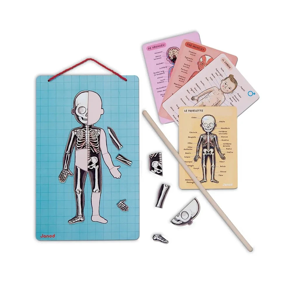 Janod - Puzle magnético del cuerpo humano