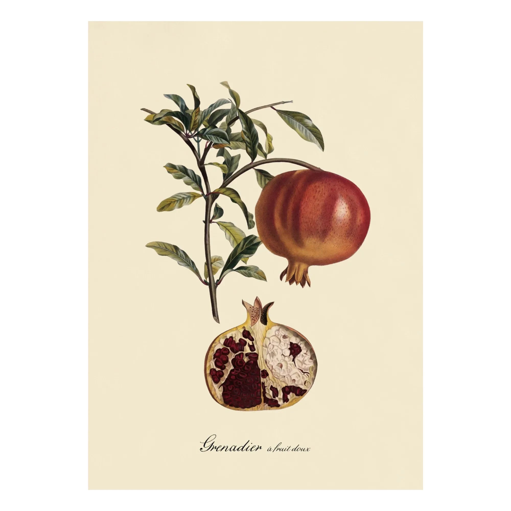 The Dybdahl Co. - Póster de Granada Dulce Frutal