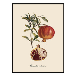 The Dybdahl Co. - Póster de Granada Dulce Frutal