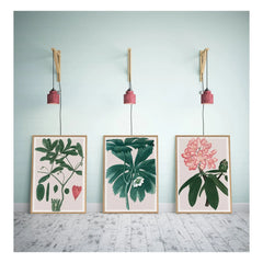 The Dybdahl Co. - Póster Rhododendrum Maximum
