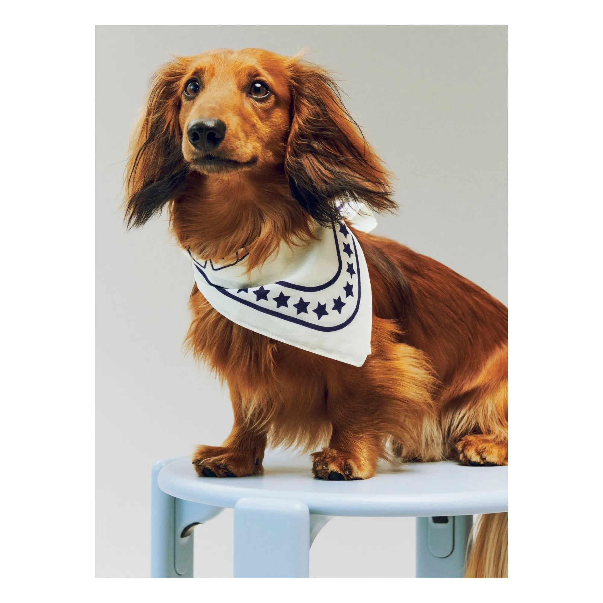 Hay - Pañuelo para perro | Off-White