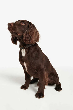Correa para perros Barbour