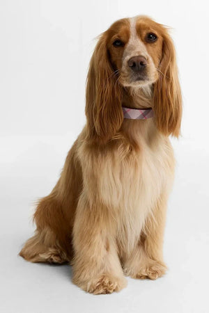 Collar de perro Barbour