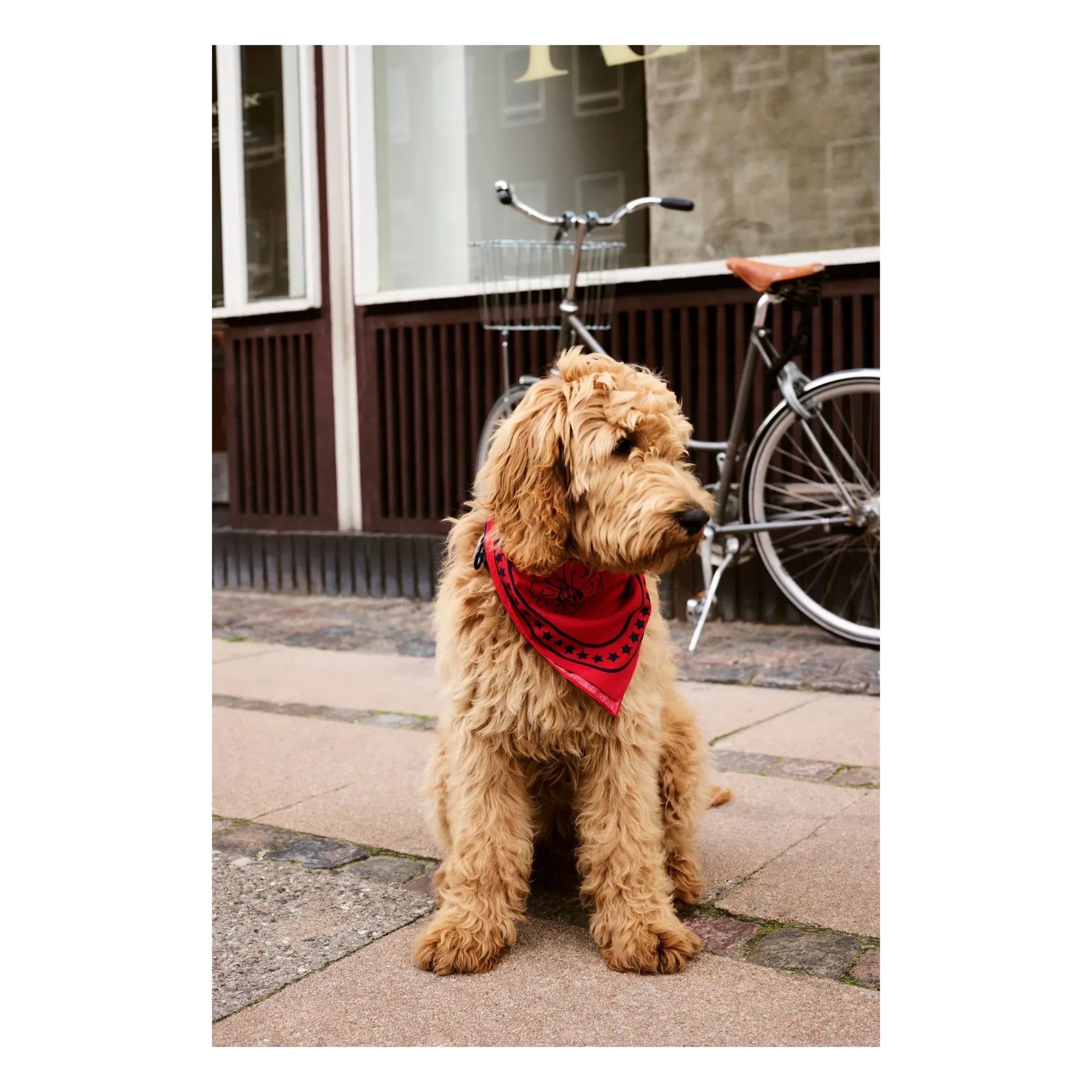 Hola - Pañuelo para perro | Rojo