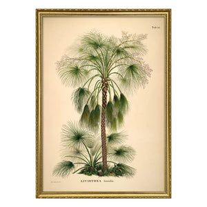 The Dybdahl Co. - Póster Livistona Humilis