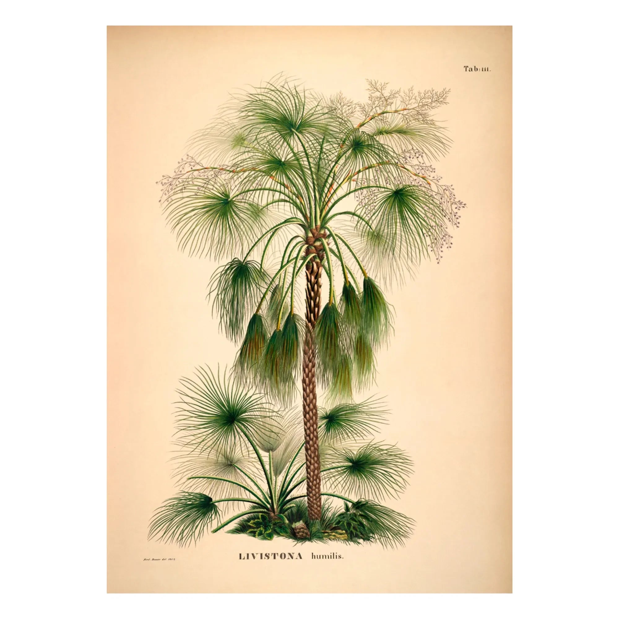 The Dybdahl Co. - Póster Livistona Humilis