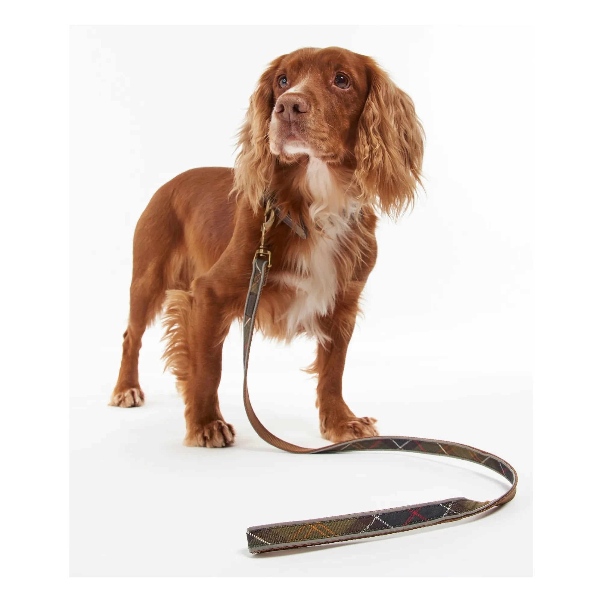Barbour - Collar para perro reflectante de tartán | Marrón topo