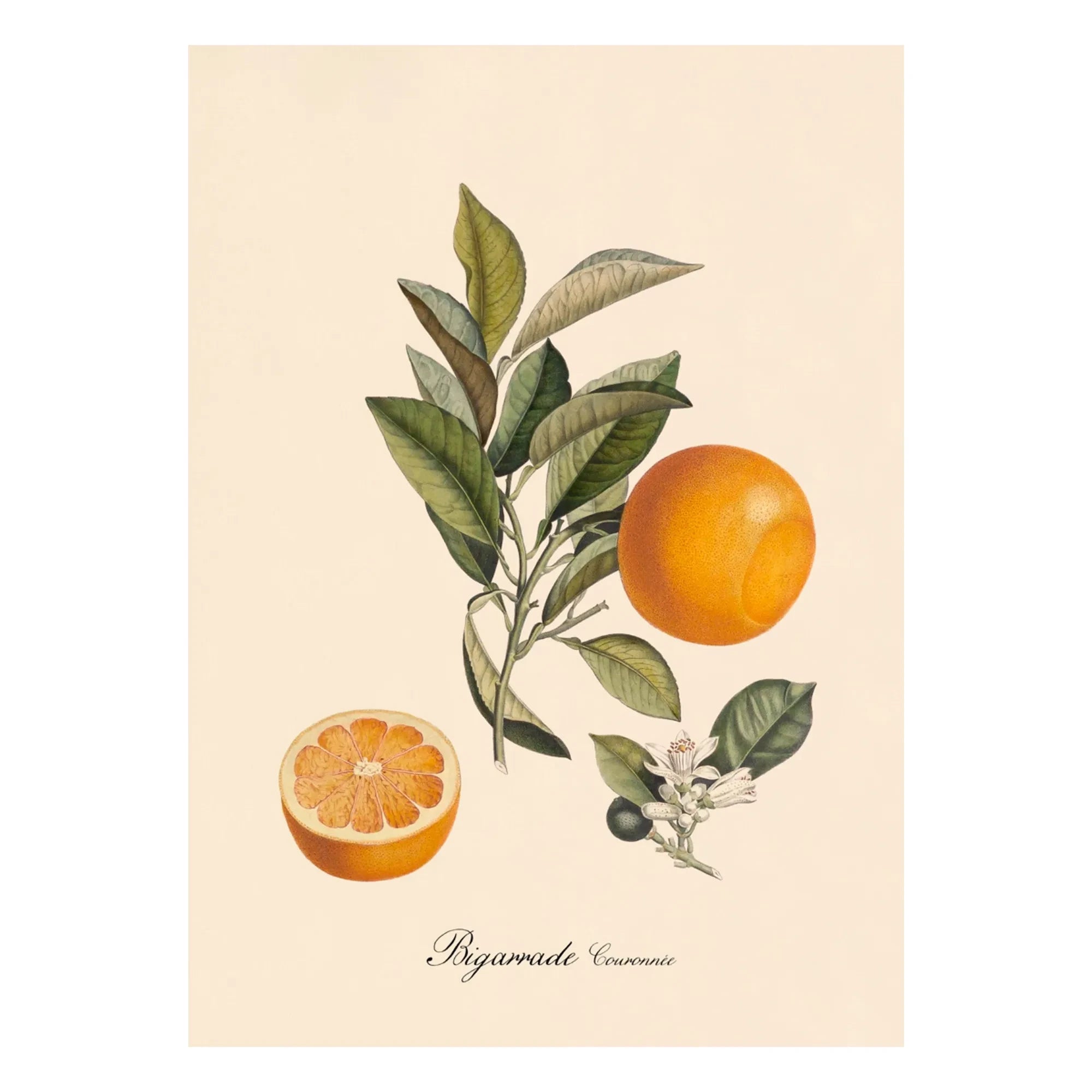 The Dybdahl Co. - Póster de Bigarrade con corona