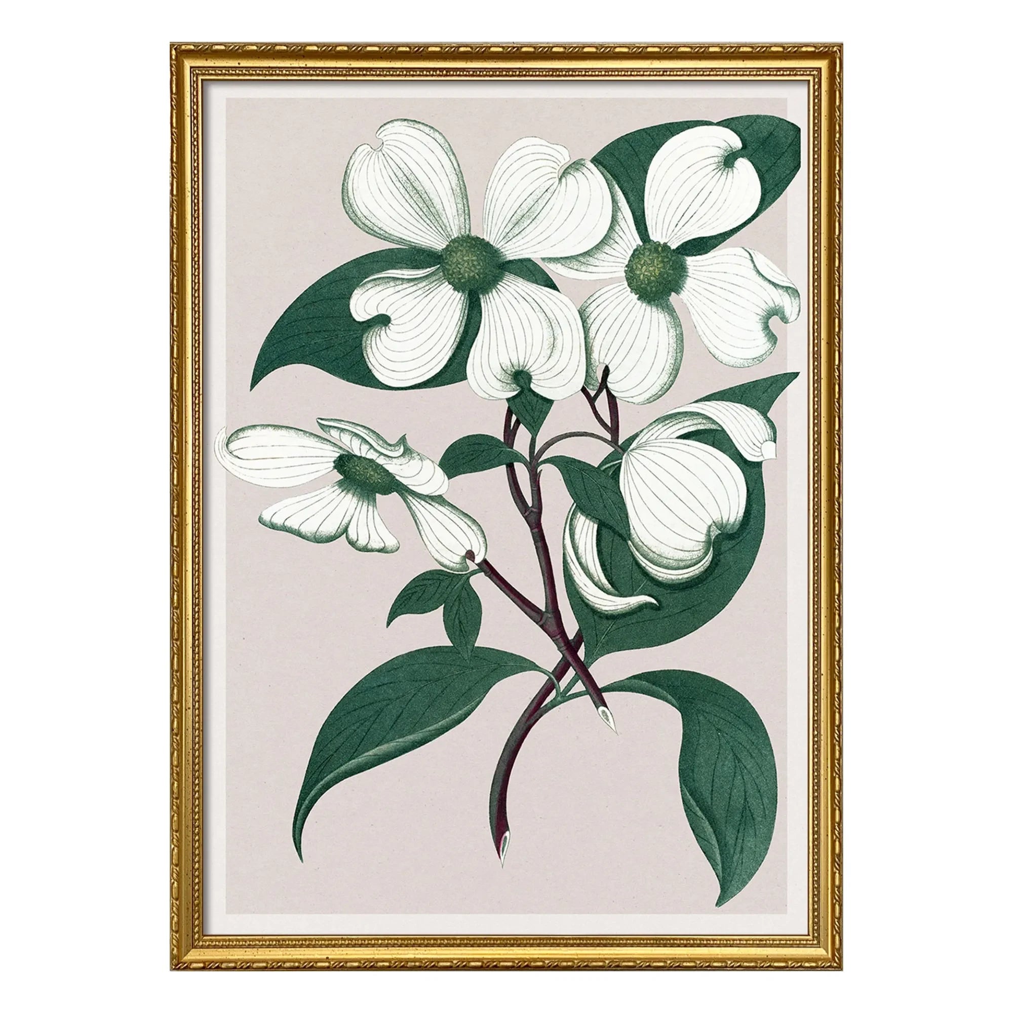 The Dybdahl Co. - Cornus Florida póster