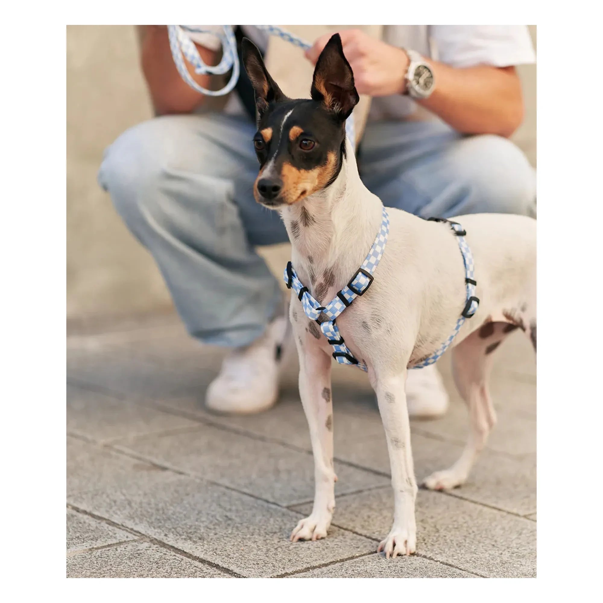 Cafide - Arnés para perros Juno | Azul claro