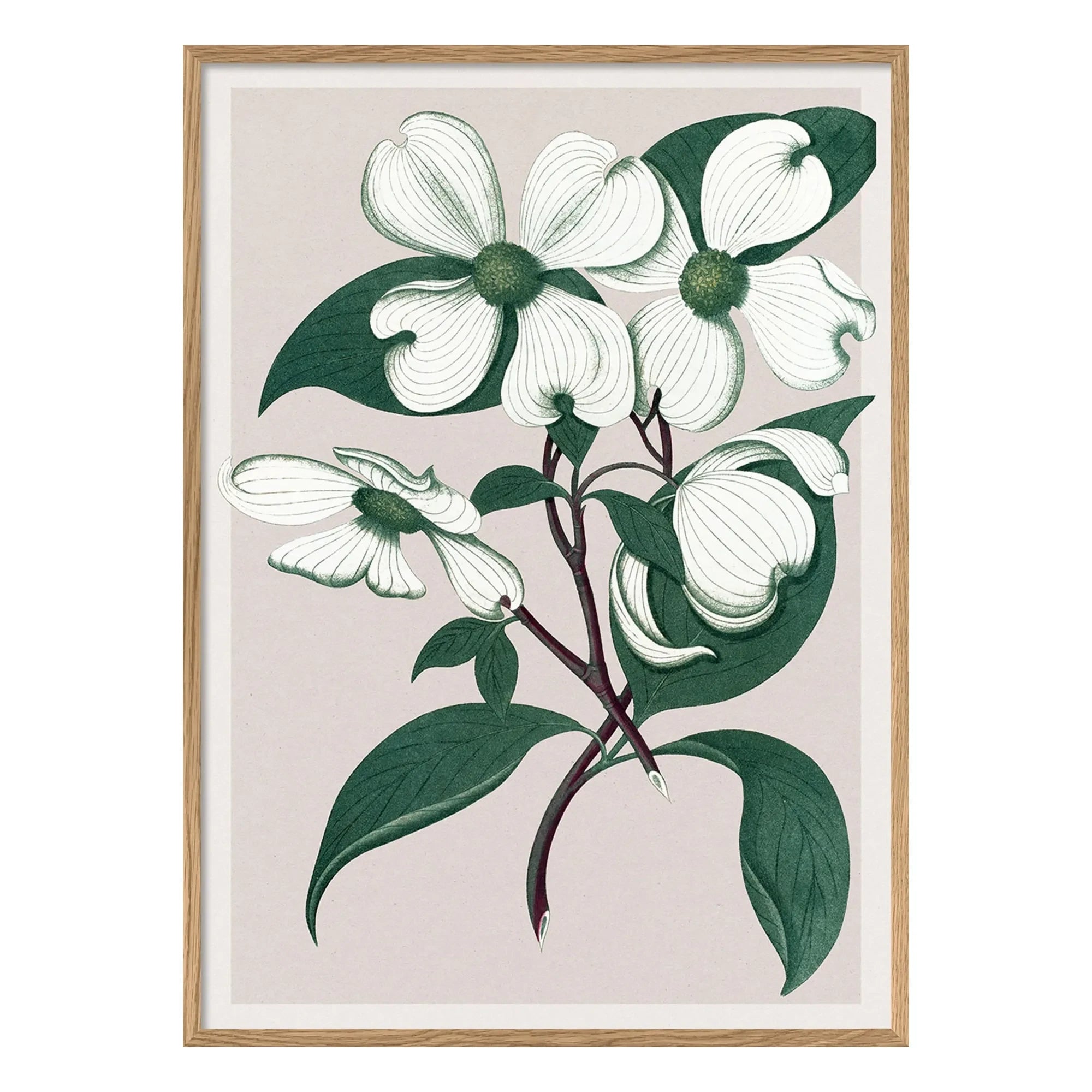 The Dybdahl Co. - Cornus Florida póster