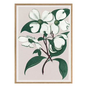 The Dybdahl Co. - Cornus Florida póster