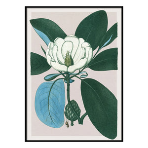 The Dybdahl Co. - Póster Magnolia Glauca