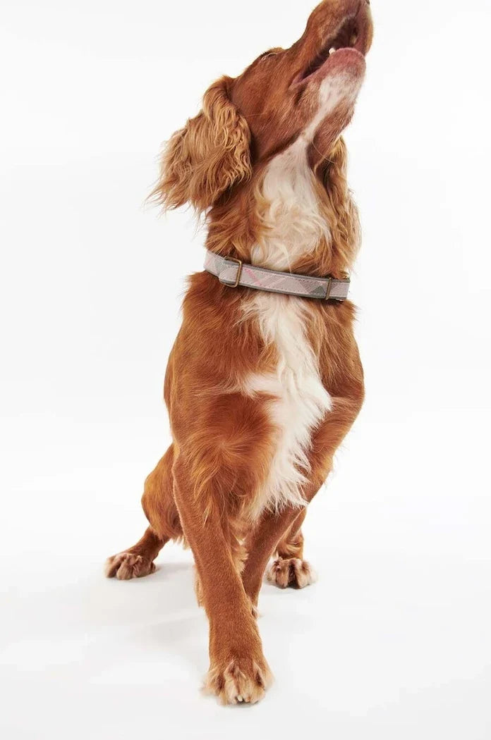 Collar para perros Barbour