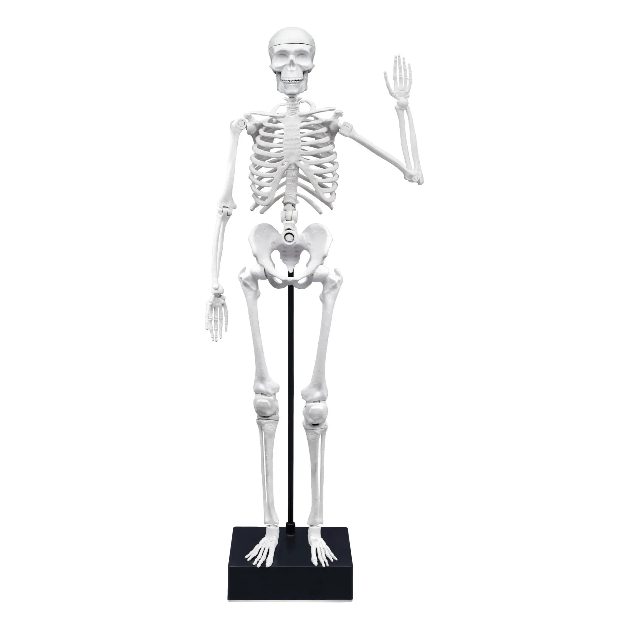 Buki - Esqueleto de 45 cm