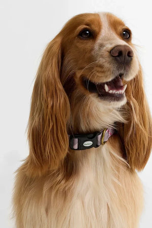 Collar de perro Barbour