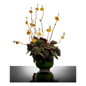 Serax - Cache-pot 01, Kris van assche | Yeşil