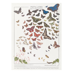 Les Jolies Planches - Tabla de mariposas