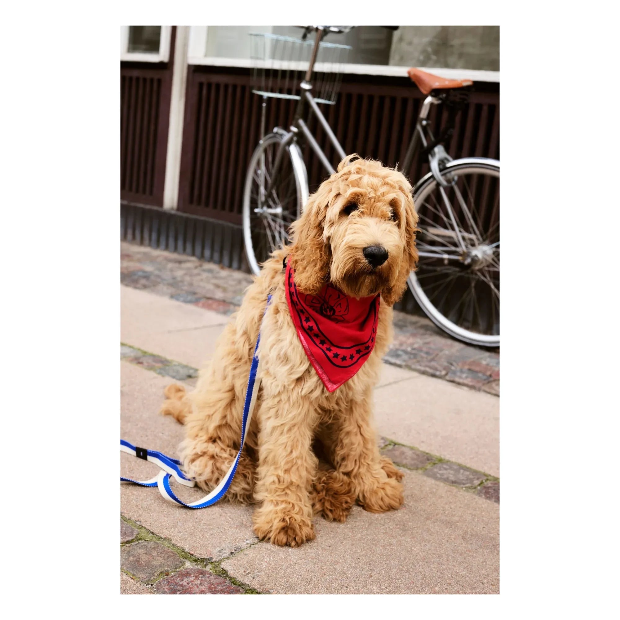 Hola - Pañuelo para perro | Rojo