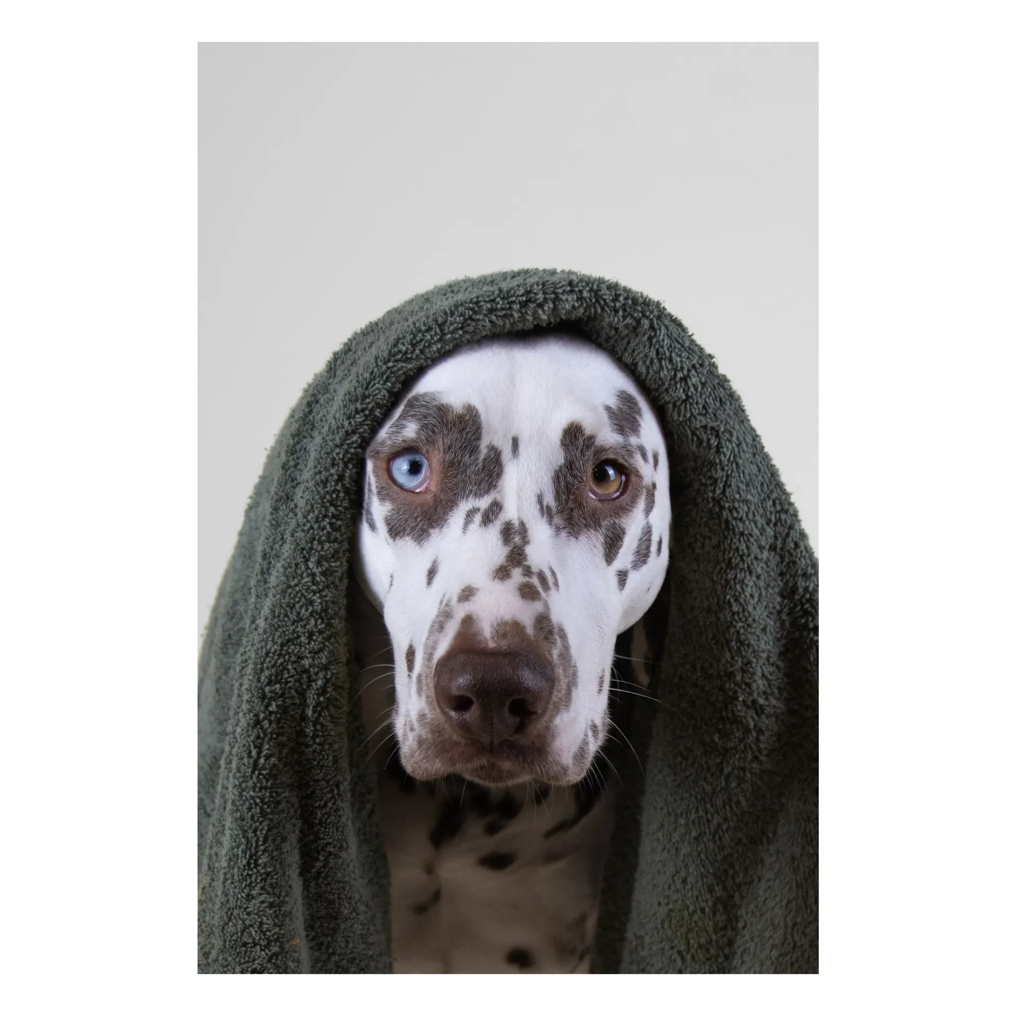 Holidermie - Holidog champú para perros sin sulfatos - 480ml