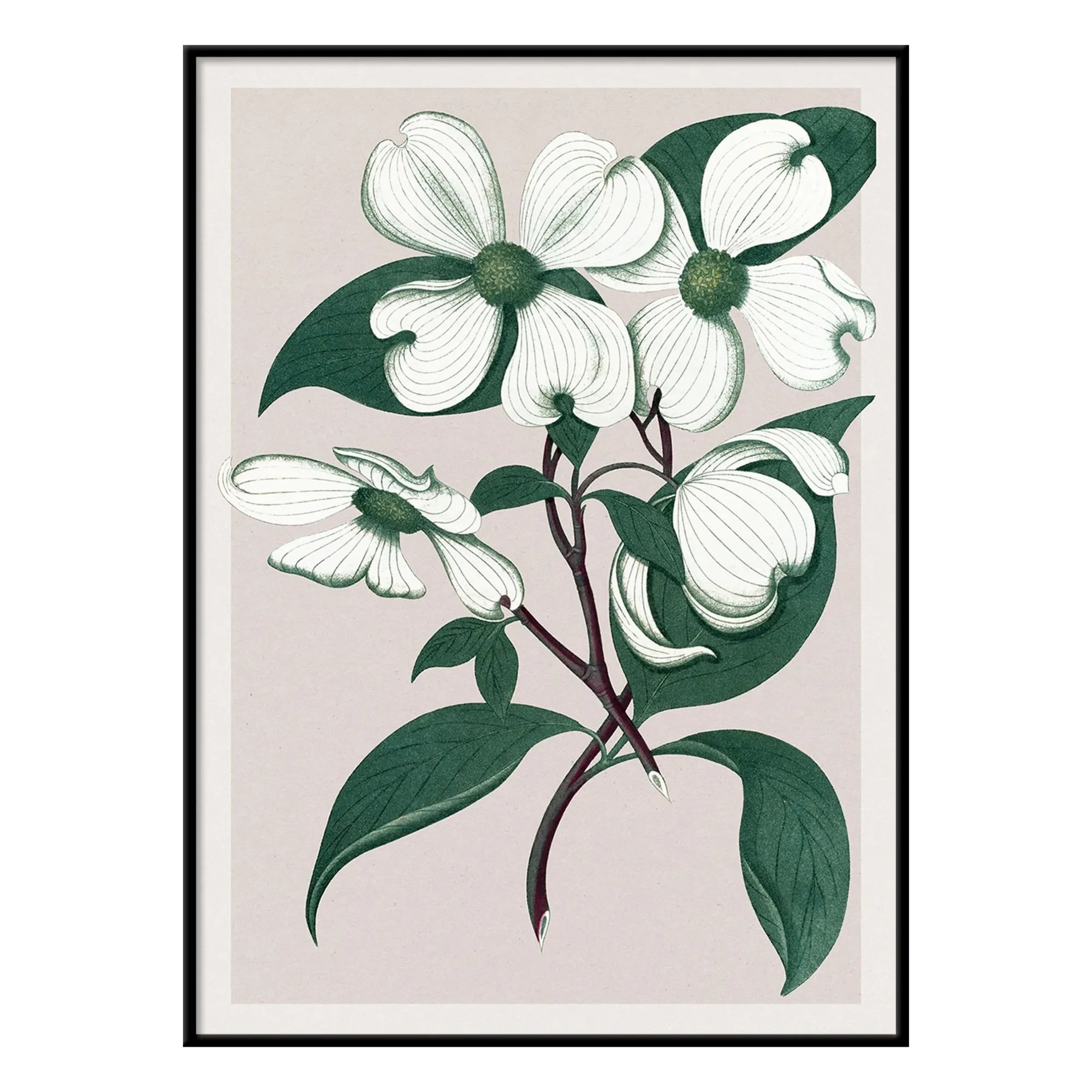 The Dybdahl Co. - Cornus Florida póster